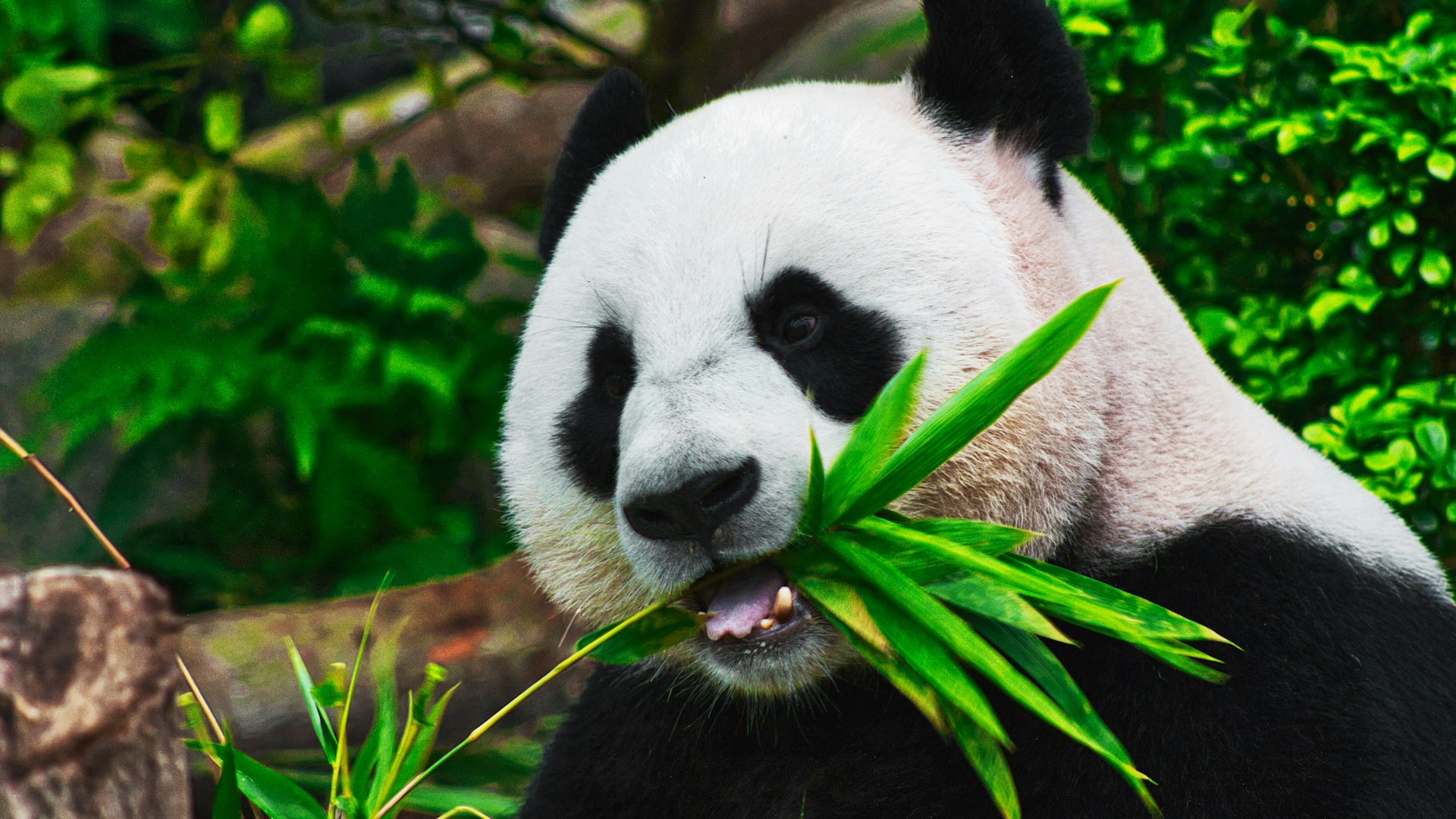 chengdu Travel Guide